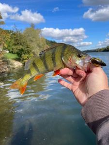 European Perch