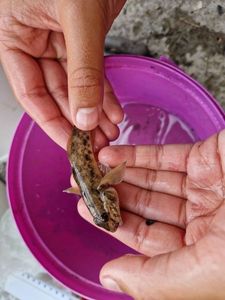 Round Goby