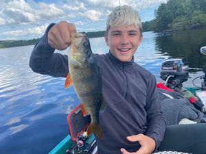 European Perch