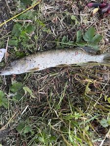 Northern Pike