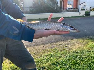 Northern Pike