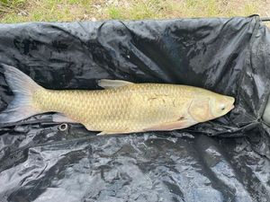 Silver Carp