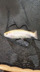 Golden Trout