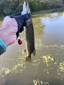 Northern Pike caught by CarnaOner _ FisHinG
