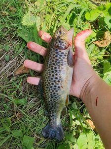 Brown Trout