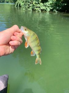 European Perch