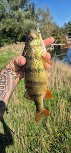 European Perch
