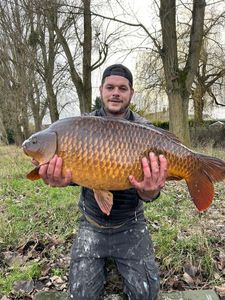 Common Carp