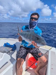 Green Jobfish
