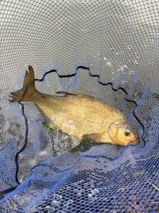 Common Bream