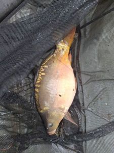 Mirror Carp