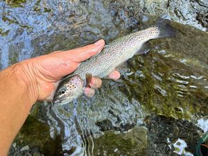 Rainbow Trout