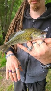 Largemouth Bass