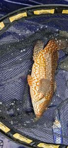 Ballan Wrasse
