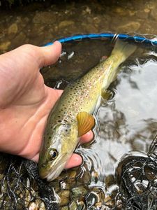 Brown Trout