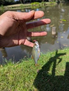 Roach