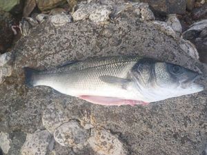 European Bass (Seabass)