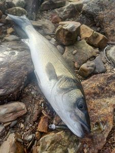 European Bass (Seabass)