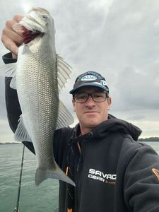 European Bass (Seabass)