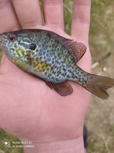 Pumpkinseed