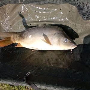 Leather Carp
