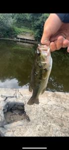 Largemouth Bass