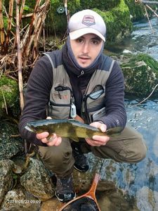 Brown Trout