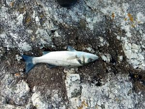 European Bass (Seabass)