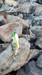 Blunthead Puffer (Balloonfish)