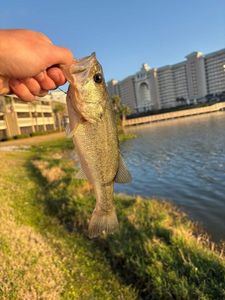 Largemouth Bass