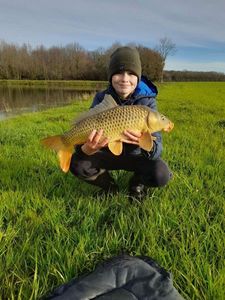 Common Carp