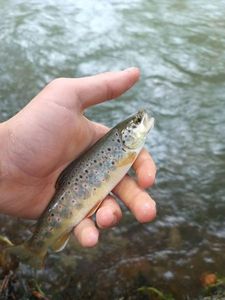 Brown Trout