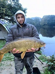 Common Carp