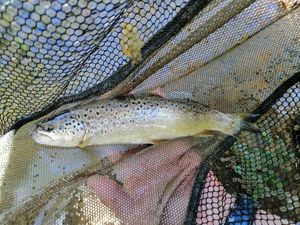 Brown Trout