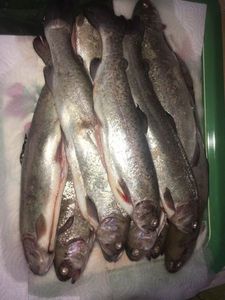 Rainbow Trout