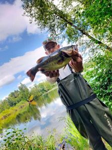 Largemouth Bass