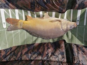 Mirror Carp