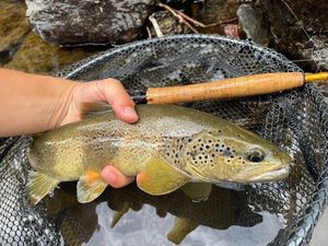 Brown Trout