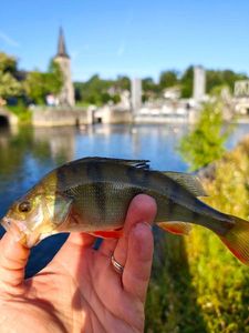 European Perch