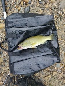 Largemouth Bass