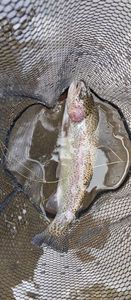 Rainbow Trout
