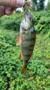 European Perch