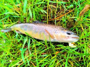 Brown Trout