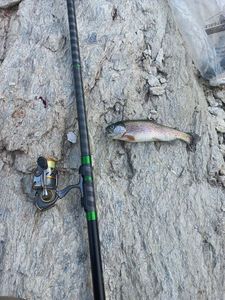 Rainbow Trout