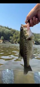 Largemouth Bass