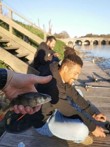 European Perch
