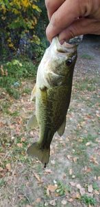Smallmouth Bass
