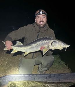 Sturgeon