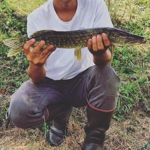 Northern Pike