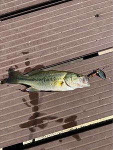 Smallmouth Bass